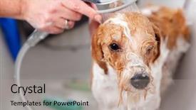  Presentation with cute cat and dog - PPT theme having image of bathing a cute background and a mint green colored foreground