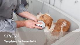  Presentation with cute cat and dog - Colorful slide set enhanced with image of bathing a cute backdrop and a gray colored foreground