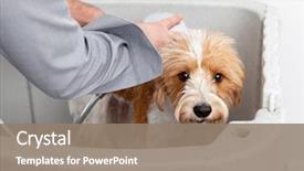  Presentation with dog baby cute child - Presentation theme featuring image of bathing a cute background and a coral colored foreground