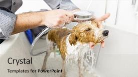  Presentation with dog - Cool new presentation with image of bathing a cute backdrop and a light gray colored foreground