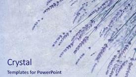  Presentation with blue floral - Beautiful PPT layouts featuring image of beautiful lavender flowers backdrop and a sky blue colored foreground