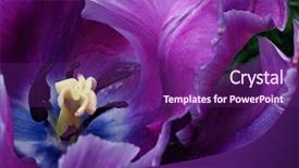  Presentation with tulip - Presentation theme with image of beautiful variegated purple background and a violet colored foreground