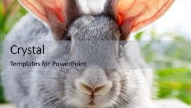  Presentation with bunny - Cool new presentation theme with image of cautious grey bunny backdrop and a light gray colored foreground