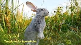  Presentation with rabbit - PPT theme with image of cautious rabbit standing background and a tawny brown colored foreground