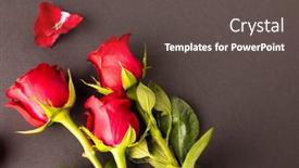  Presentation with love romance - Theme having image-of-close-up background and a dark gray colored foreground