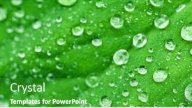  Presentation with water leaf - Slide set with image-of-close-up background and a shamrock green colored foreground