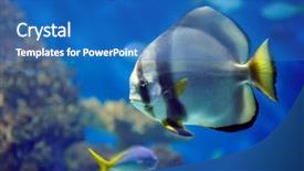  Presentation with underwater - Slides featuring image of colorful tropical fish background and a teal colored foreground