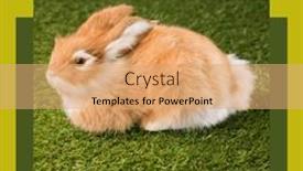  Presentation with rabbit - Presentation theme consisting of image-of-easter-monday-text background and a coral colored foreground
