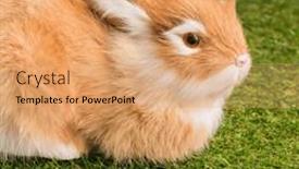  Presentation with rabbit - Slide deck with image-of-easter-monday-text background and a coral colored foreground