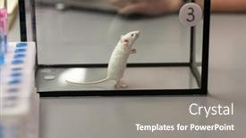  Presentation with lab mouse - Presentation design featuring image-of-experimental-little-mouse background and a gray colored foreground
