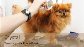  Presentation with professional grooming - Cool new PPT theme with image-of-female-pet-hairdresser backdrop and a coral colored foreground