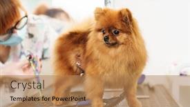  Presentation with professional grooming - Slides enhanced with image-of-female-pet-hairdresser background and a coral colored foreground
