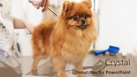  Presentation with professional grooming - Amazing theme having image-of-female-pet-hairdresser backdrop and a coral colored foreground
