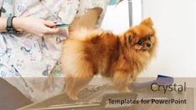  Presentation with professional grooming - PPT layouts consisting of image-of-female-pet-hairdresser background and a coral colored foreground