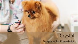  Presentation with professional grooming - Colorful PPT layouts enhanced with image-of-female-pet-hairdresser backdrop and a coral colored foreground