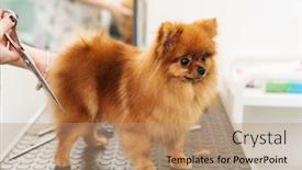  Presentation with professional grooming - Presentation having image-of-female-pet-hairdresser background and a coral colored foreground