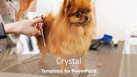  Presentation with professional grooming - Audience pleasing presentation theme consisting of image-of-female-pet-hairdresser backdrop and a coral colored foreground