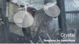  Presentation with digital farm - PPT layouts enhanced with image-of-financial-data-processing background and a gray colored foreground