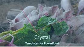  Presentation with digital image processing - Presentation theme having image-of-financial-data-processing background and a ocean colored foreground