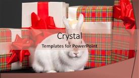  Presentation with environmental awareness gif image - Cool new presentation theme with image of fluffy rabbit rounded backdrop and a  colored foreground