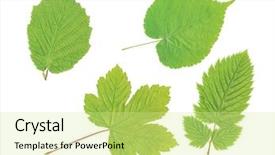  Presentation with green leaf - Cool new presentation with image of four green leaf backdrop and a soft green colored foreground