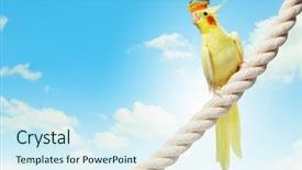  Presentation with parrot - Amazing theme having image of funny parrot in hat sitting on rope backdrop and a sky blue colored foreground