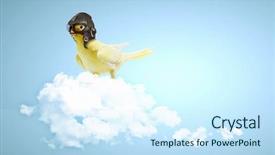  Presentation with parrot - Beautiful PPT layouts featuring image of funny parrot backdrop and a cool aqua colored foreground