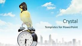  Presentation with parrot - PPT theme having image of funny parrot background and a cool aqua colored foreground