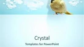  Presentation with parrot - Slides having aircraft birds - image of funny parrot background and a cool aqua colored foreground