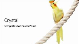  Presentation with parrot - Slides having image of funny parrot in hat sitting on rope background and a white colored foreground