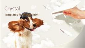  Presentation with pilot - Beautiful PPT theme featuring image of funny spaniel dog in pilot helmet backdrop and a cream colored foreground