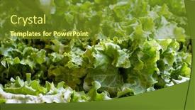  Presentation with lettuce - Amazing PPT layouts having image of green leaves of useful lettuce backdrop and a tawny brown colored foreground