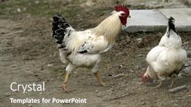  Presentation with hen - 