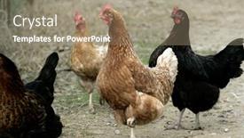  Presentation with hen - 