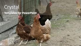  Presentation with hen - 