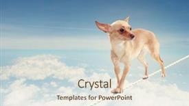  Presentation with balancing heart and brain - PPT theme having image of little dog balancing background and a sky blue colored foreground