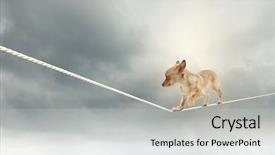  Presentation with rope - Beautiful PPT theme featuring image of little dog balancing backdrop and a light gray colored foreground
