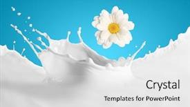  Presentation with milk splashing - Slides consisting of image of milk splashes background and a light gray colored foreground