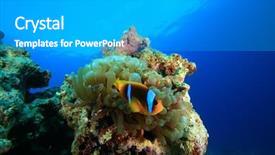  Presentation with sea coral - Amazing PPT theme having image of red sea anemone backdrop and a  colored foreground