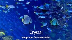  Presentation with fishes - Presentation theme with image of reef and fish background and a  colored foreground