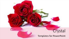  Presentation with white rose - PPT theme consisting of image of roses and petals background and a coral colored foreground