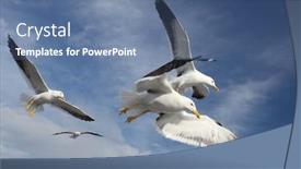  Presentation with seagull - PPT layouts enhanced with image of seagull background and a ocean colored foreground