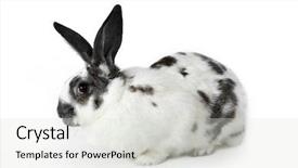  Presentation with rabbit - PPT theme featuring image of soft spotty rabbit isolated over white background background and a light gray colored foreground