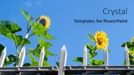  Presentation with sunflowers - Presentation theme featuring image-of-some-sunflowers-behind background and a light blue colored foreground