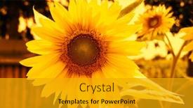  Presentation with sunflowers - Colorful PPT layouts enhanced with image-of-some-sunflowers-sunset backdrop and a gold colored foreground