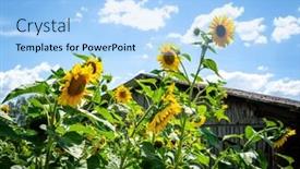  Presentation with hut - Beautiful slides featuring image-of-some-sunflowers backdrop and a light blue colored foreground