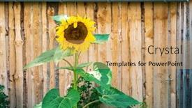  Presentation with hut - Presentation design enhanced with image-of-some-sunflowers background and a coral colored foreground