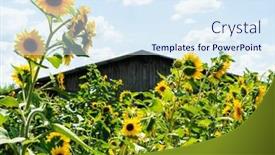  Presentation with hut - Presentation theme featuring image-of-some-sunflowers background and a sky blue colored foreground