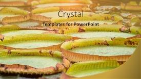  Presentation with pond - PPT theme consisting of image of some water lilies leafs in a pond background and a yellow colored foreground