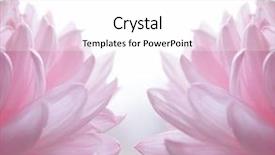  Presentation with chrysanthemum - PPT theme featuring lotus blossom lotus purple lotus - close up image background and a white colored foreground